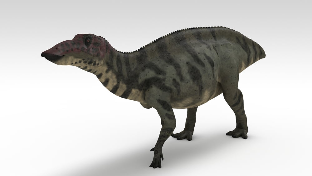 Shuangmiaosaurus dinosaur white background Canvas Art - Kostyantyn IvanyshenStocktrek Images (19 x 11)
