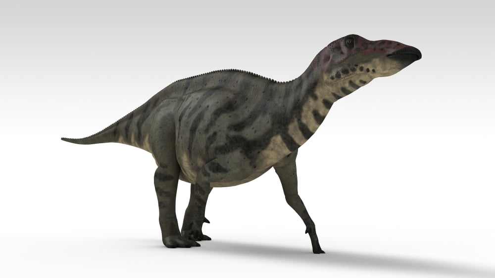 Shuangmiaosaurus dinosaur white background Canvas Art - Kostyantyn IvanyshenStocktrek Images (38 x 22)