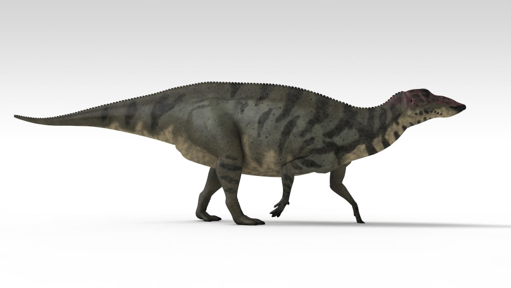 Shuangmiaosaurus dinosaur white background Canvas Art - Kostyantyn IvanyshenStocktrek Images (38 x 22)