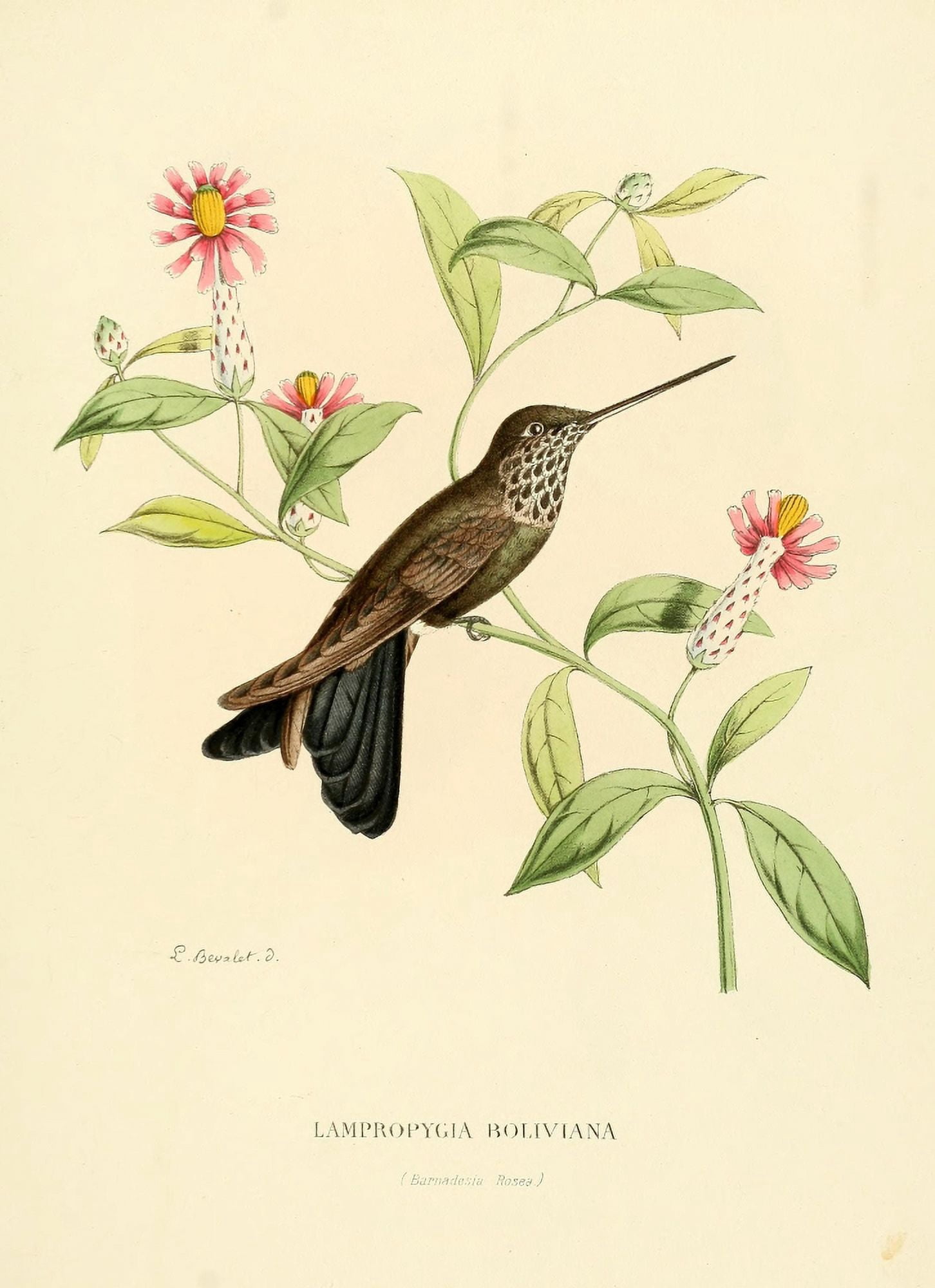 Oiseau Mouches 1874