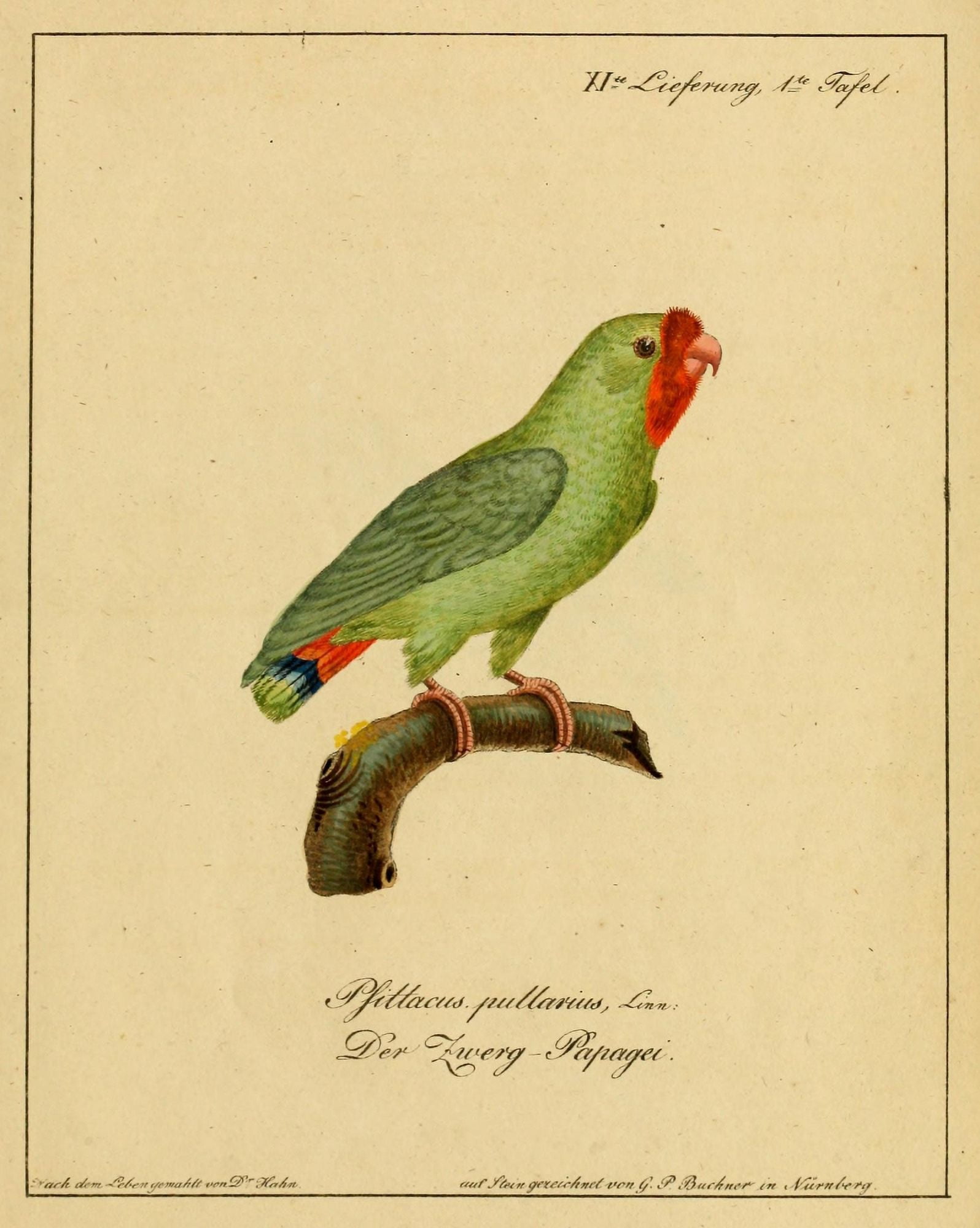 Pygmy Parrot Canvas