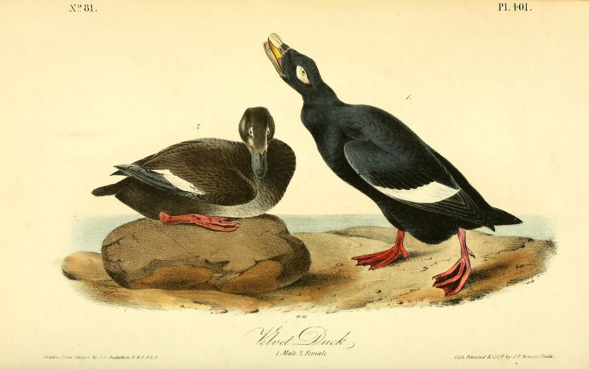 Birds Of America 18
