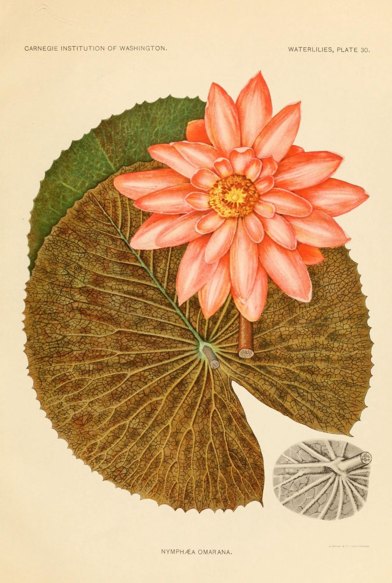 The Waterlilies 190