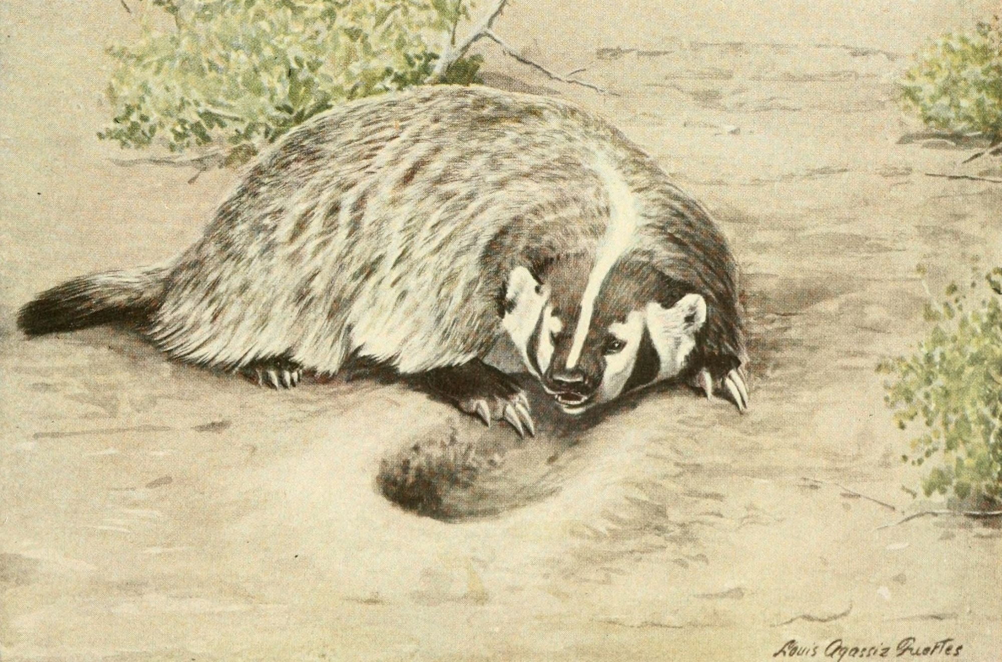 Wild Animals Of N A