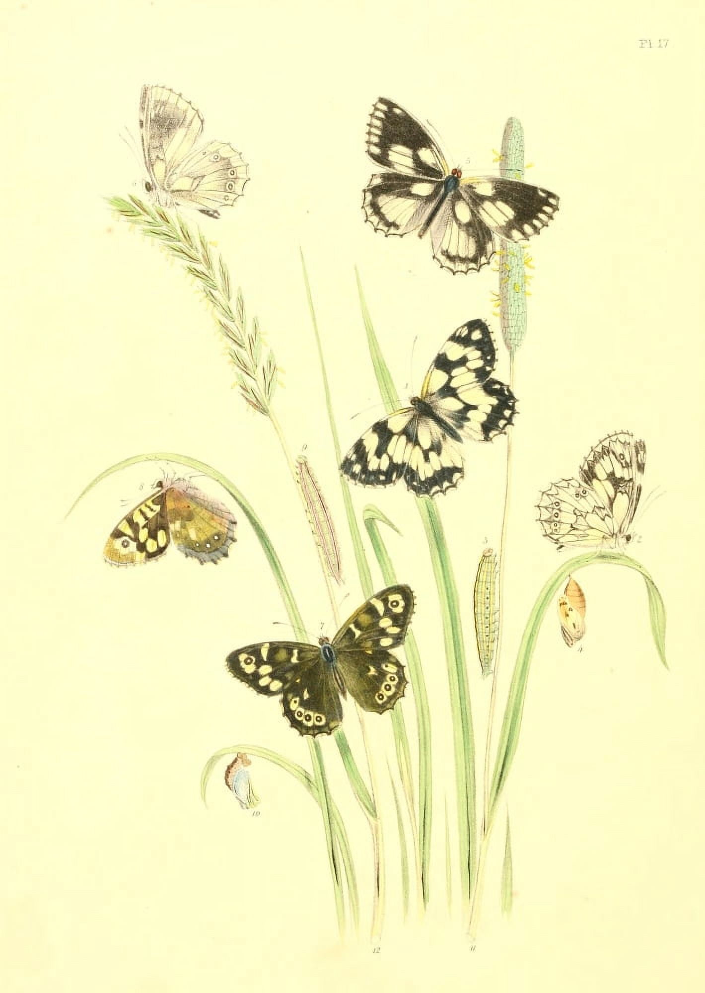 British Butterflies