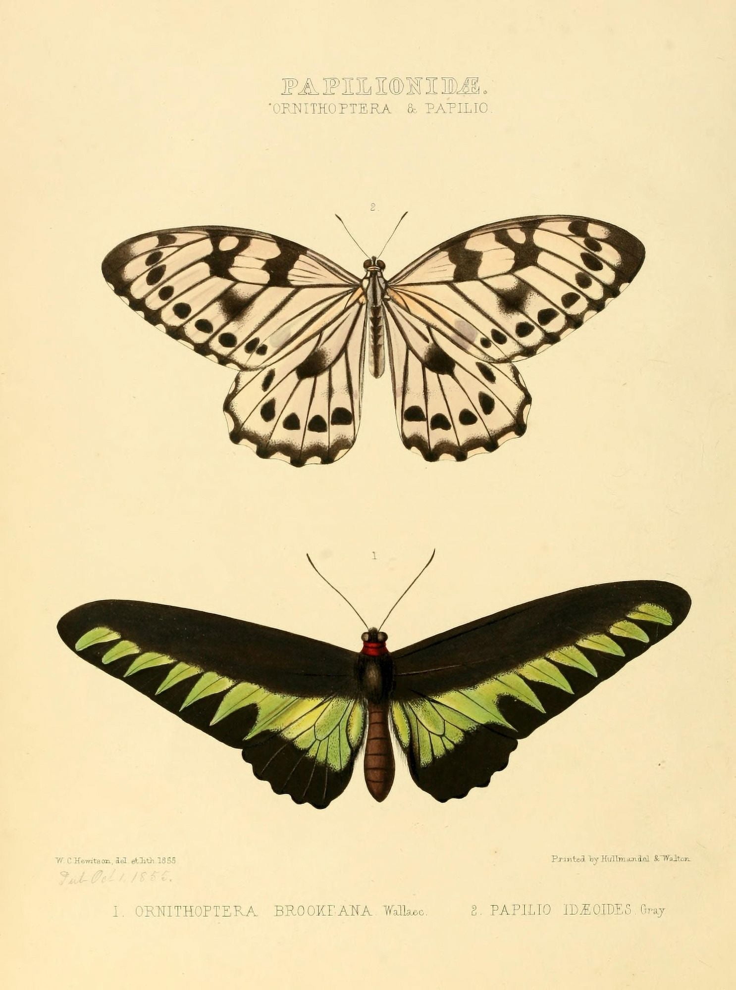 Exotic Butterflies