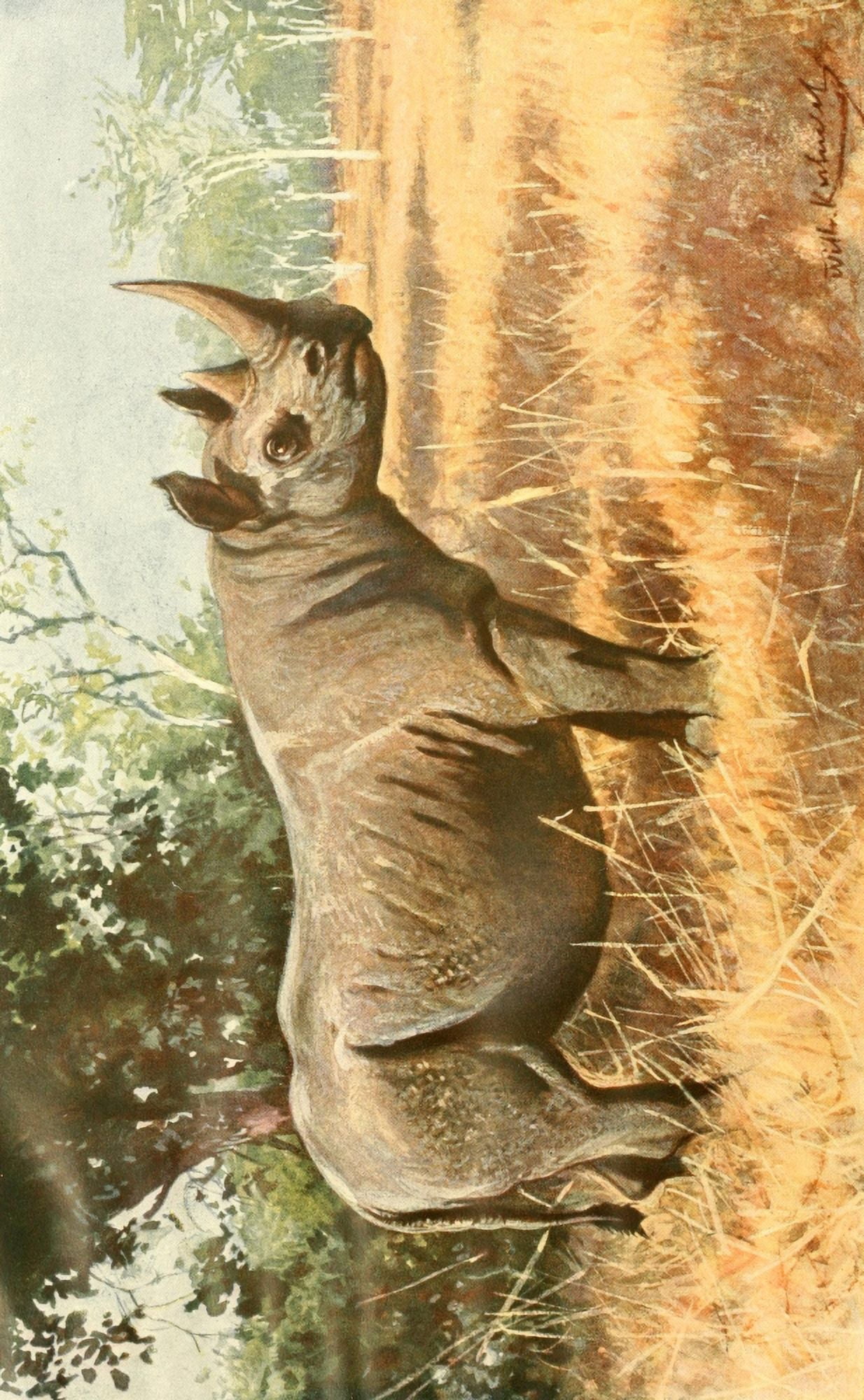 Brehms Tierleben 19