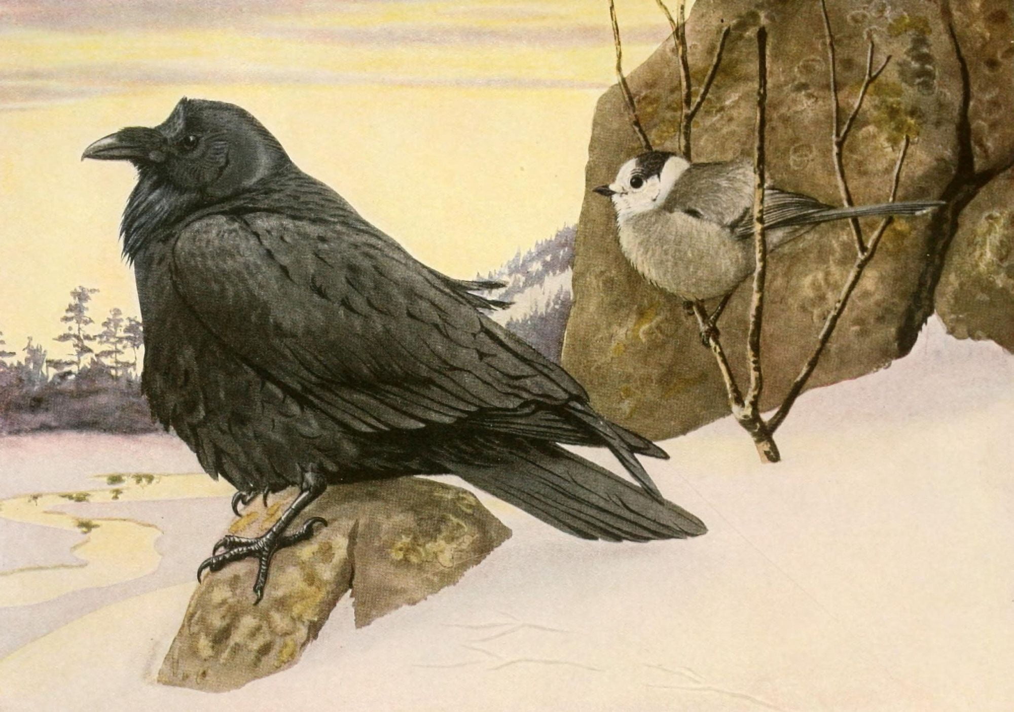 Birds Of America 19