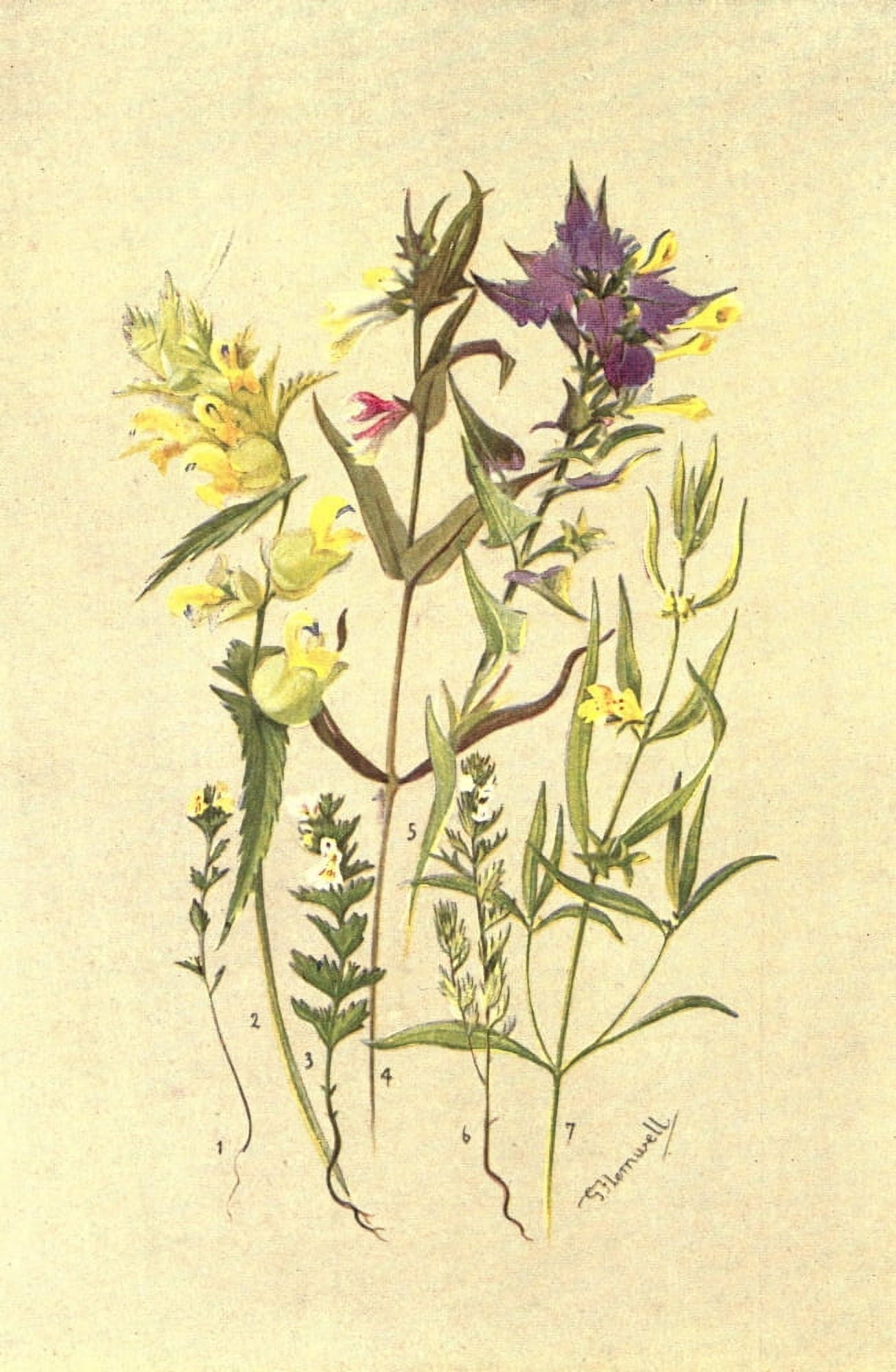 Sub-alpine Plants 1
