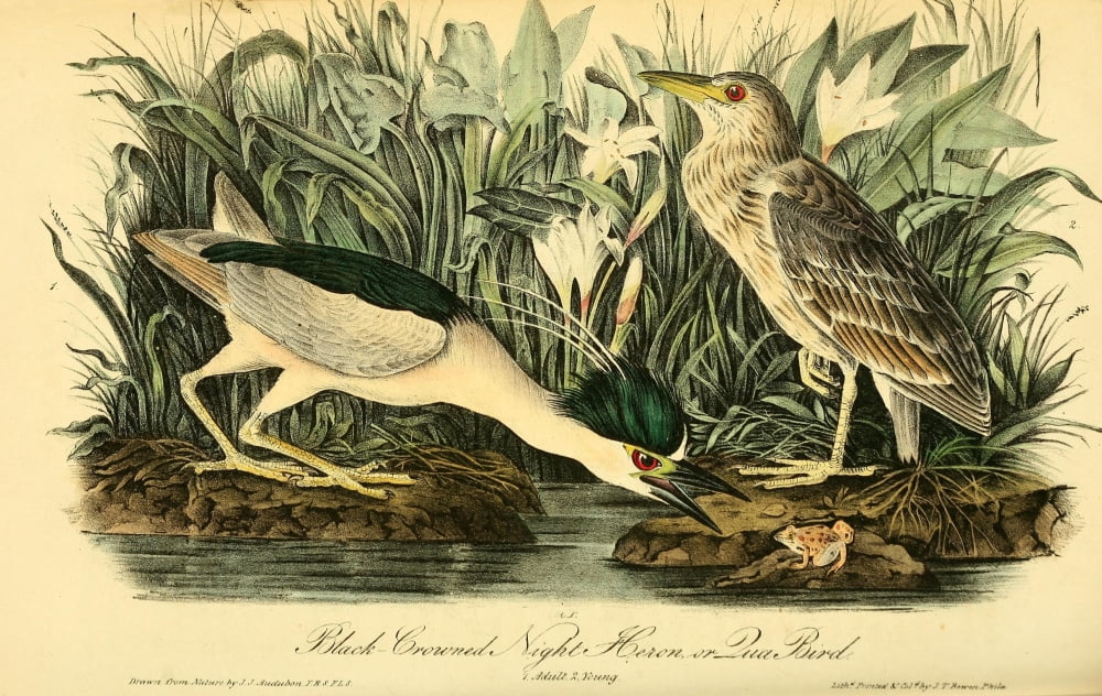 Birds Of America 18