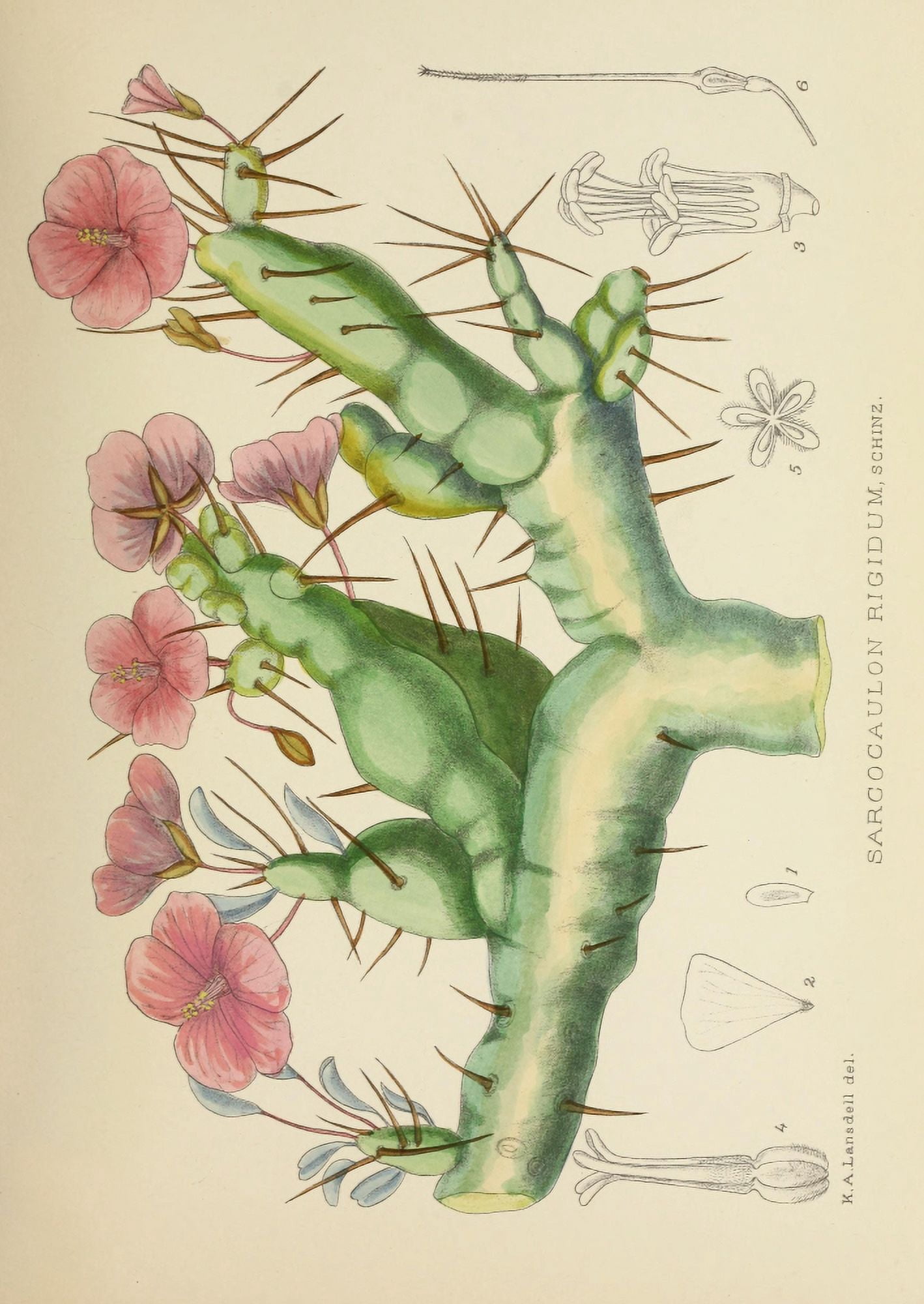The Flowering Plant