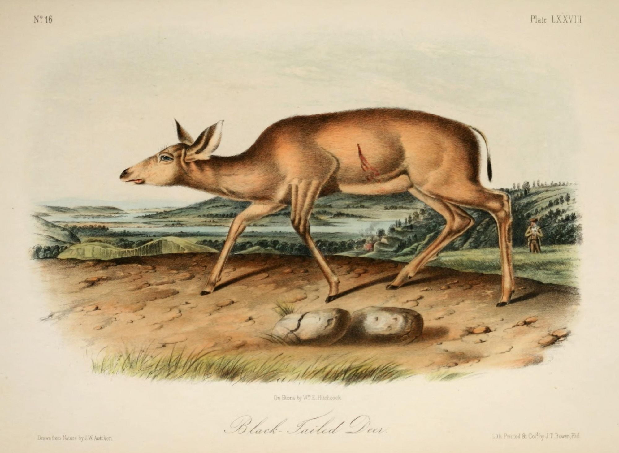 Quadrupeds Of N Ame