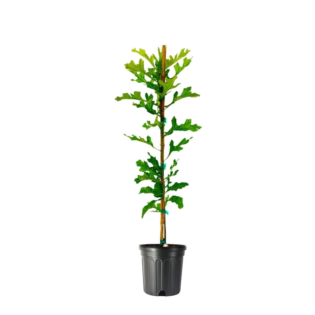 Shumard Red Oak 1 Large Gallon Size Pot Quercus Shumardii Shade Tree ...