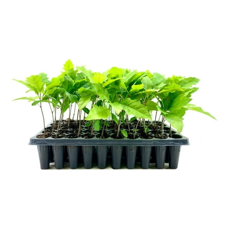 Shumard Red Oak 10 Live Trees Quercus Shumardii Drought Tolerant Weather Resistant Shade Planting