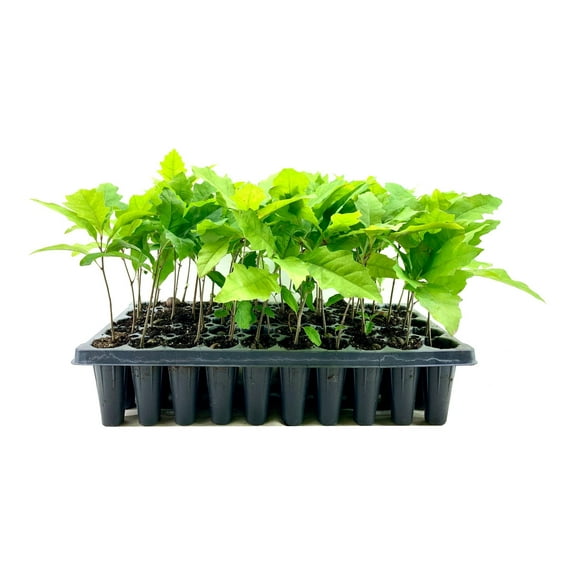 Shumard Red Oak 10 Live Trees Quercus Shumardii Drought Tolerant Weather Resistant Shade Planting