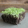 thumbnail image 1 of Shungiku - Three Color Daisy Seeds - 4 Oz - Non-GMO Edible Flower & Microgreens Seeds - Exotic Micro Greens - AKA - TriColor Daisy, 1 of 3