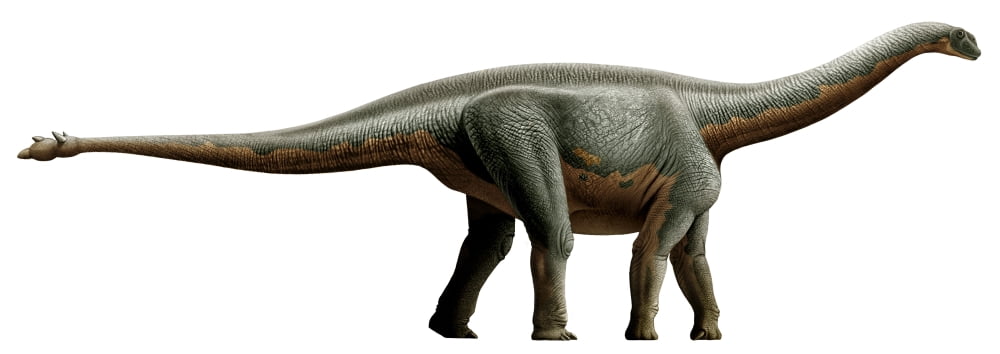 Shunosaurus a genus of sauropod dinosaur from Middle Jurassic Canvas Art - Mohamad HaghaniStocktrek Images (24 x 9)