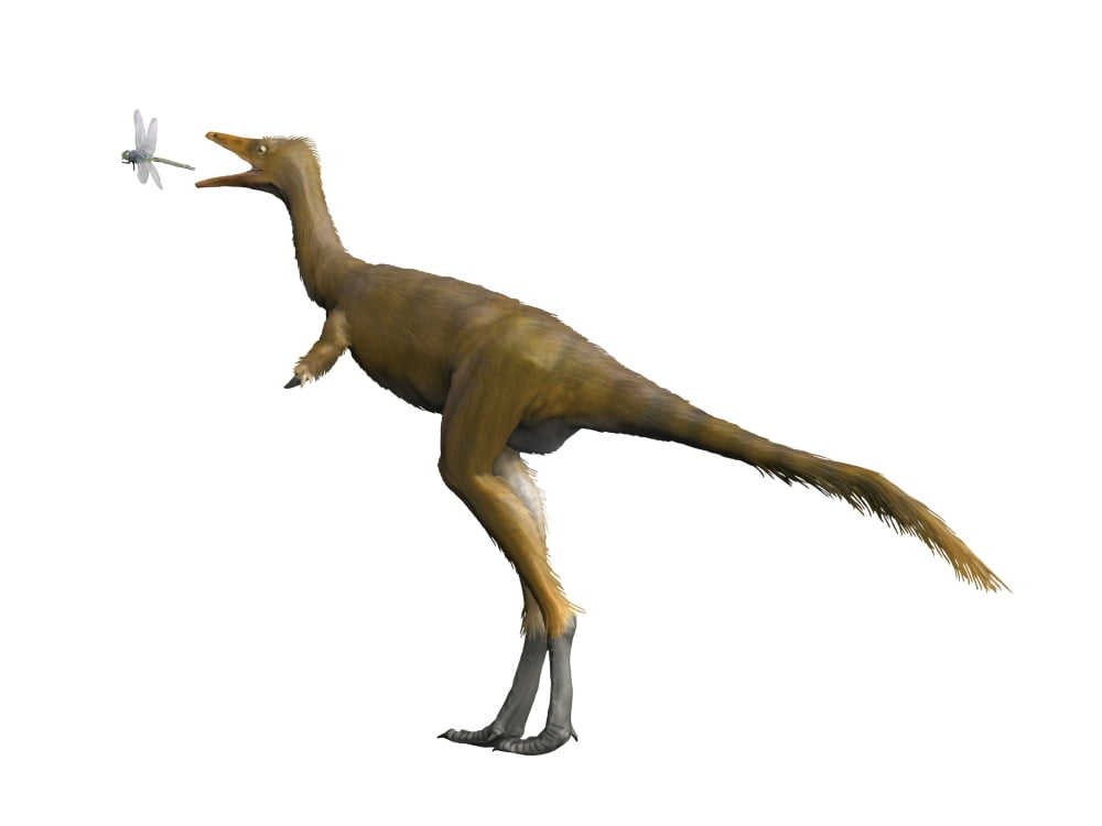Shuvuuia dinosaur Canvas Art - Nobumichi TamuraStocktrek Images (33 x 25)
