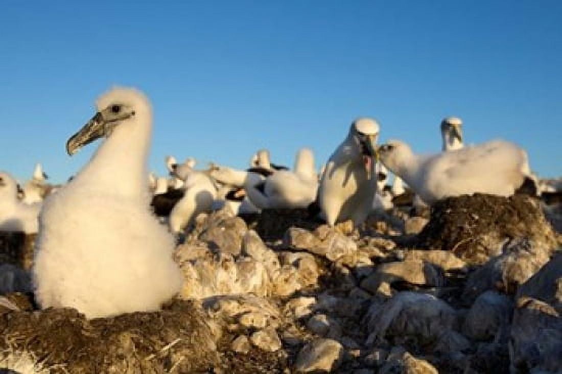 Shy Albatross chick and colony Bass Strait Tasmania Australia Canvas Art - Rebecca Jackrel DanitaDelimont (26 x 18)
