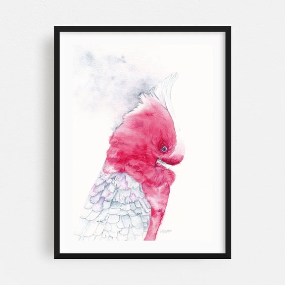 "Shy Gaze" Watercolor Galah Portrait - Painting Watercolor Bird Animal Illustration Wildlife Nature Black Framed Wall Art Print 5 x 7 inches