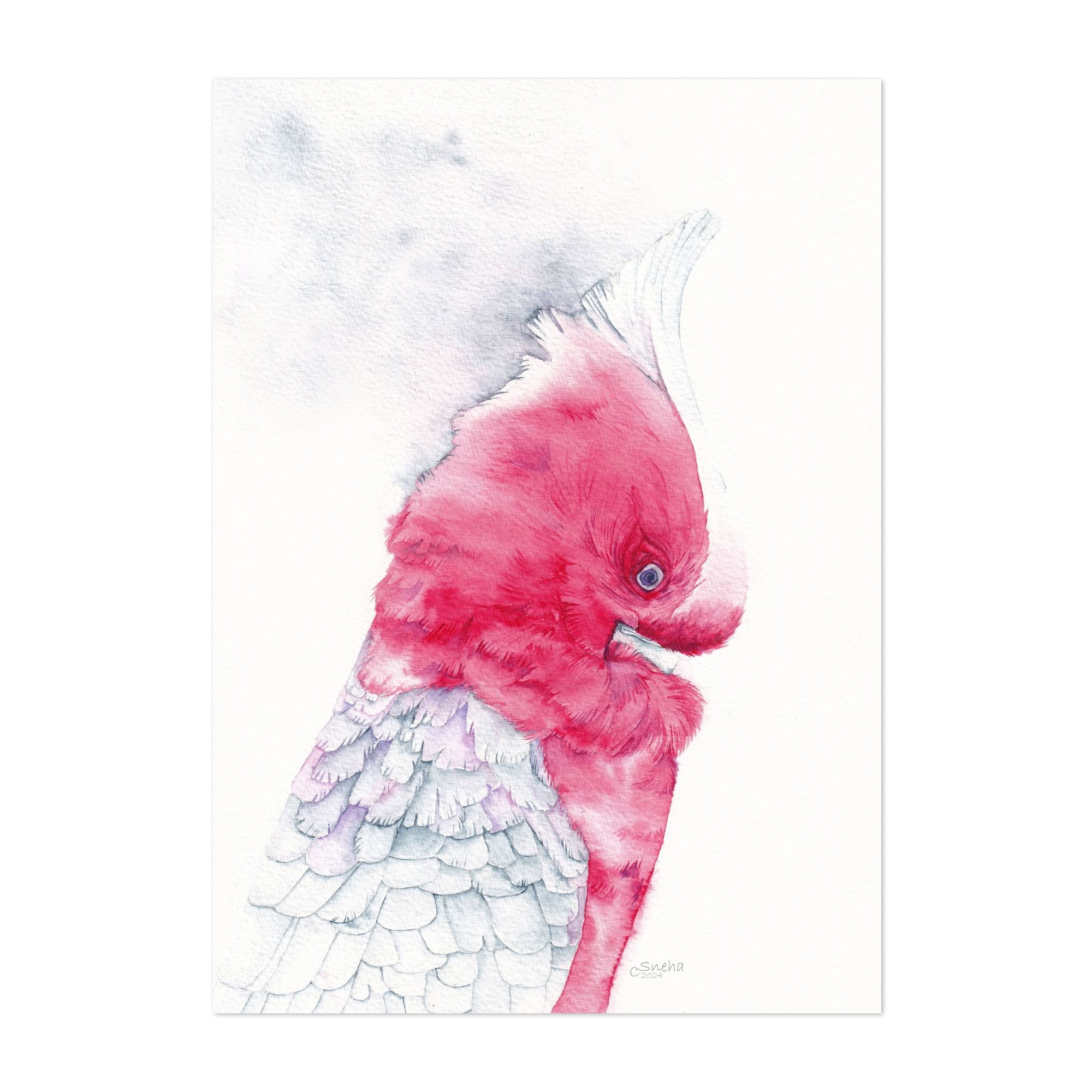"Shy Gaze" Watercolor Galah Portrait - Painting Watercolor Bird Animal Illustration Wildlife ...