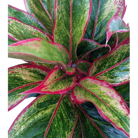 Siam Aurora Chinese Evergreen Plant - Aglaonema - Grows in Dim Light - 5" Pot