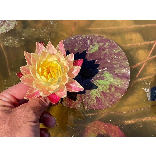 Siam Fantasy Winter Hardy Water Lily Mature Blooming Size Many Pads