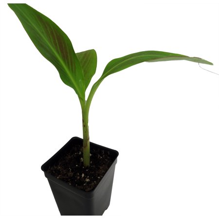 Siam Ruby Banana Plant - Musa - 2.5" Pot