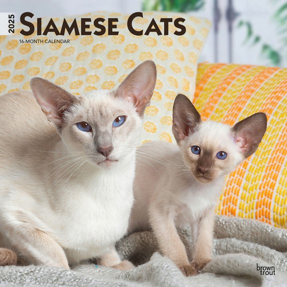 Siamese Cats | 2025 12x24" (Hanging) Square Wall Calendar | BrownTrout