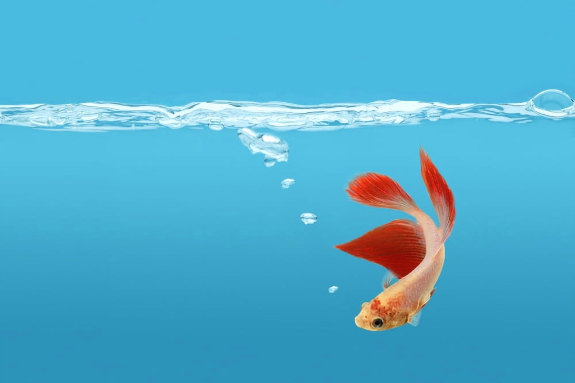 Siamese Fighting Fish (Betta Splendens) Canvas Art - Don Hammond Design Pics (17 x 11)
