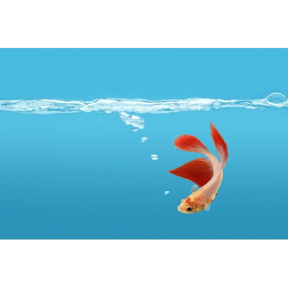 Siamese Fighting Fish (Betta Splendens) Canvas Art - Don Hammond Design Pics (17 x 11)