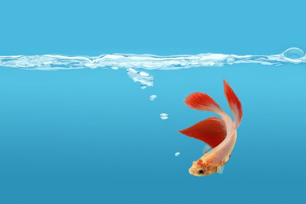 Siamese Fighting Fish (Betta Splendens) Canvas Art - Don Hammond Design Pics (34 x 22)