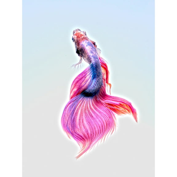 Siamese Fighting Fish Pink Large Wall Art Print