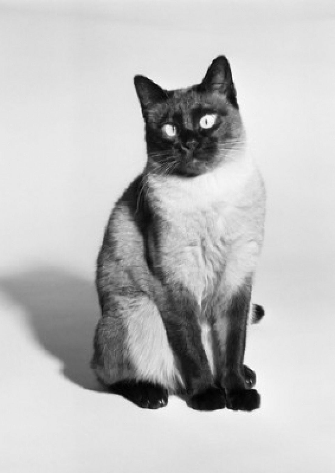 Siamese cat studio shot Canvas Art - (18 x 24)