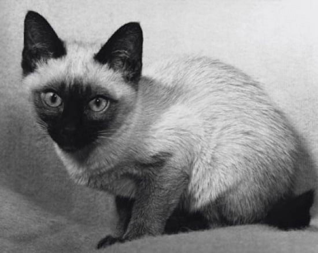 Siamese kitten crouching and looking at the camera Canvas Art - (18 x 24)