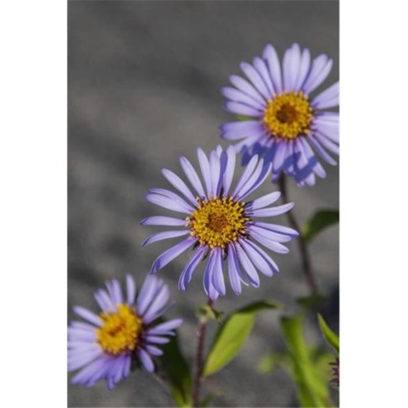 Siberian Aster Along The Marsh Fork of The Canning River in The Arctic National Wildlife Refuge Summer Alaska Poster Print by Cathy Hart - 24 x 38 - Large