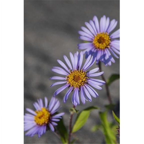 Siberian Aster Along The Marsh Fork of The Canning River in The Arctic National Wildlife Refuge Summer Alaska Poster Print by Cathy Hart - 12 x 19