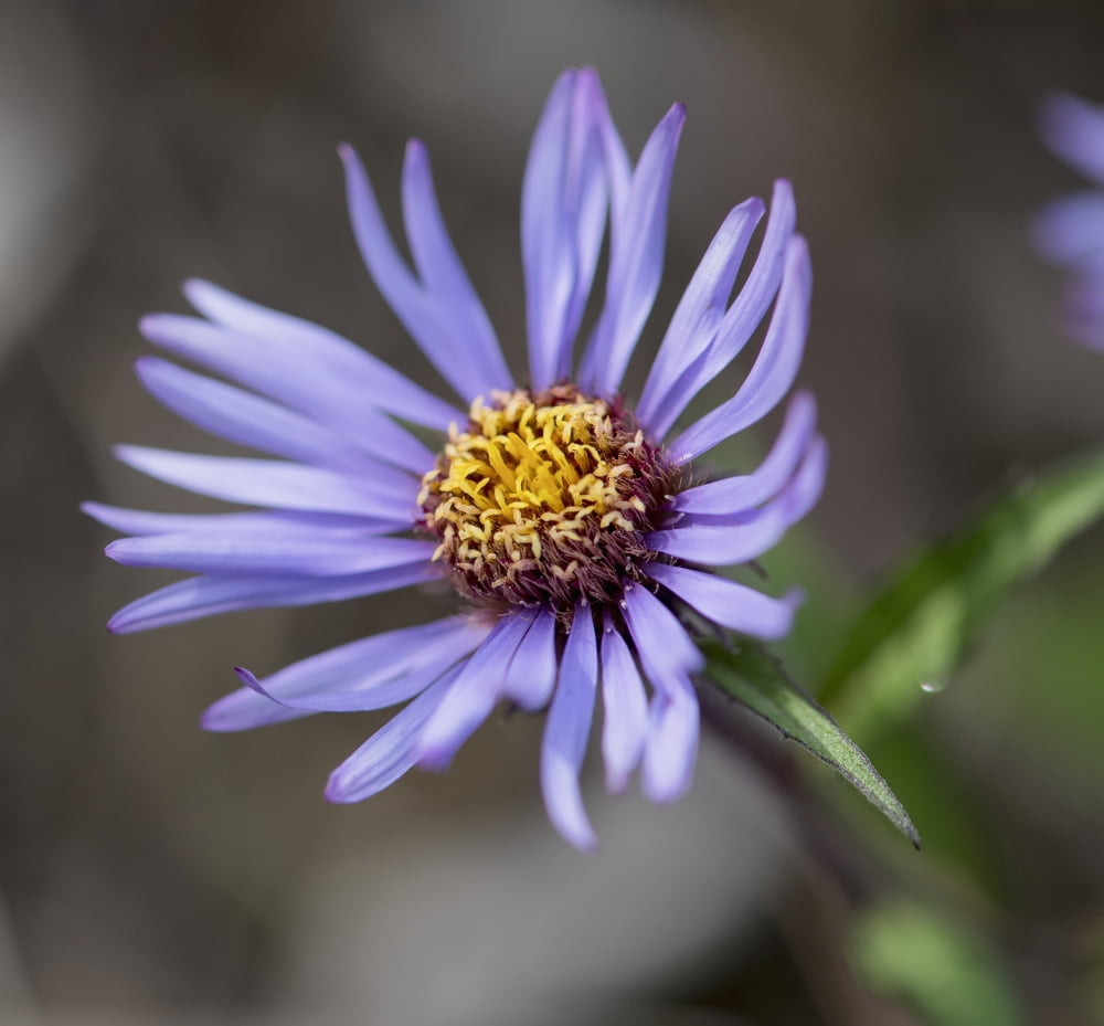 Siberian Aster along the Marsh Fork of the Canning River in the Arctic National Wildlife Refuge Summer Alaska Canvas Art - Cathy Hart Design Pics (16 x 15)