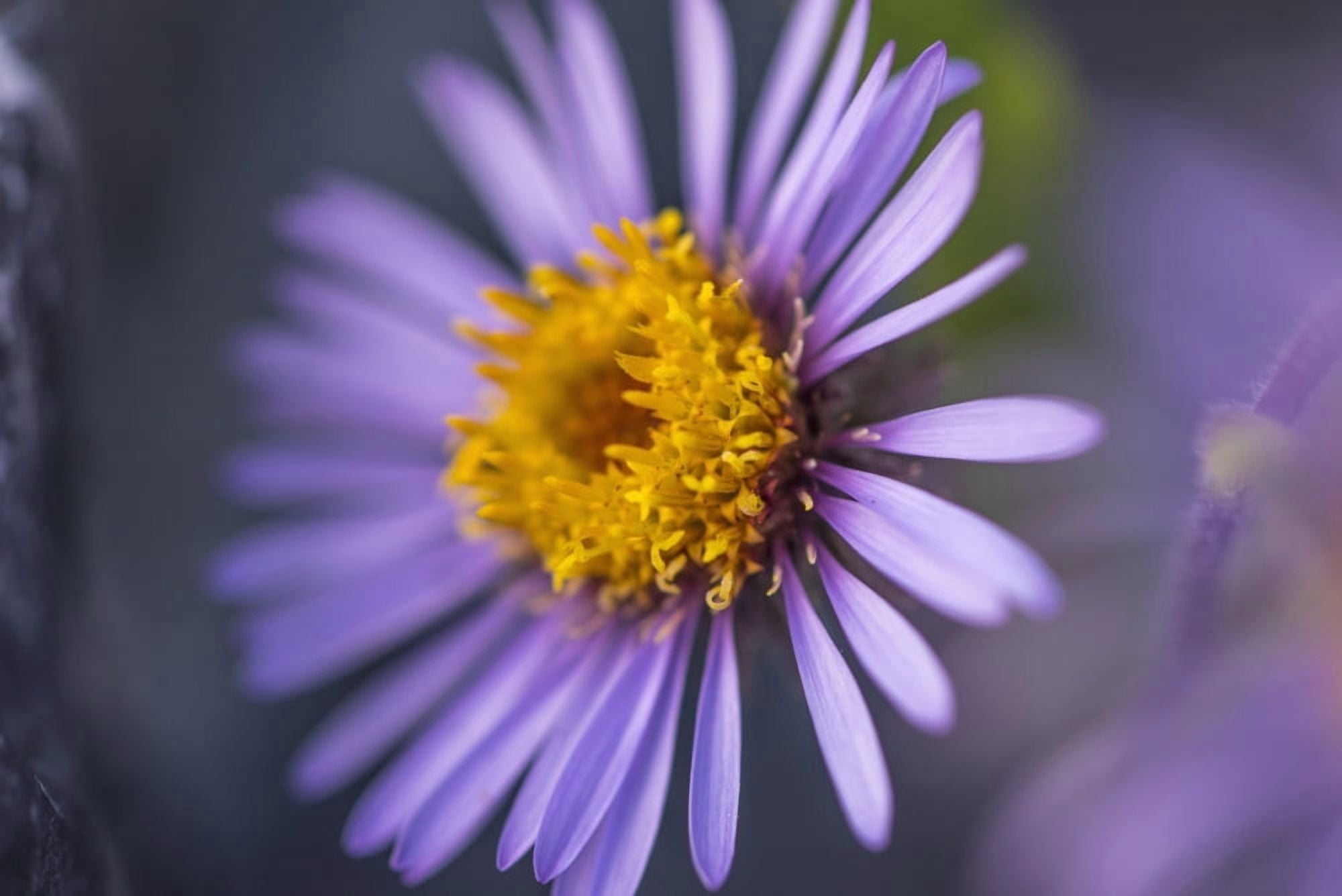 Siberian Aster along the Marsh Fork of the Canning River in the Arctic National Wildlife Refuge Summer Alaska Canvas Art - Cathy Hart Design Pics (19 x 12)
