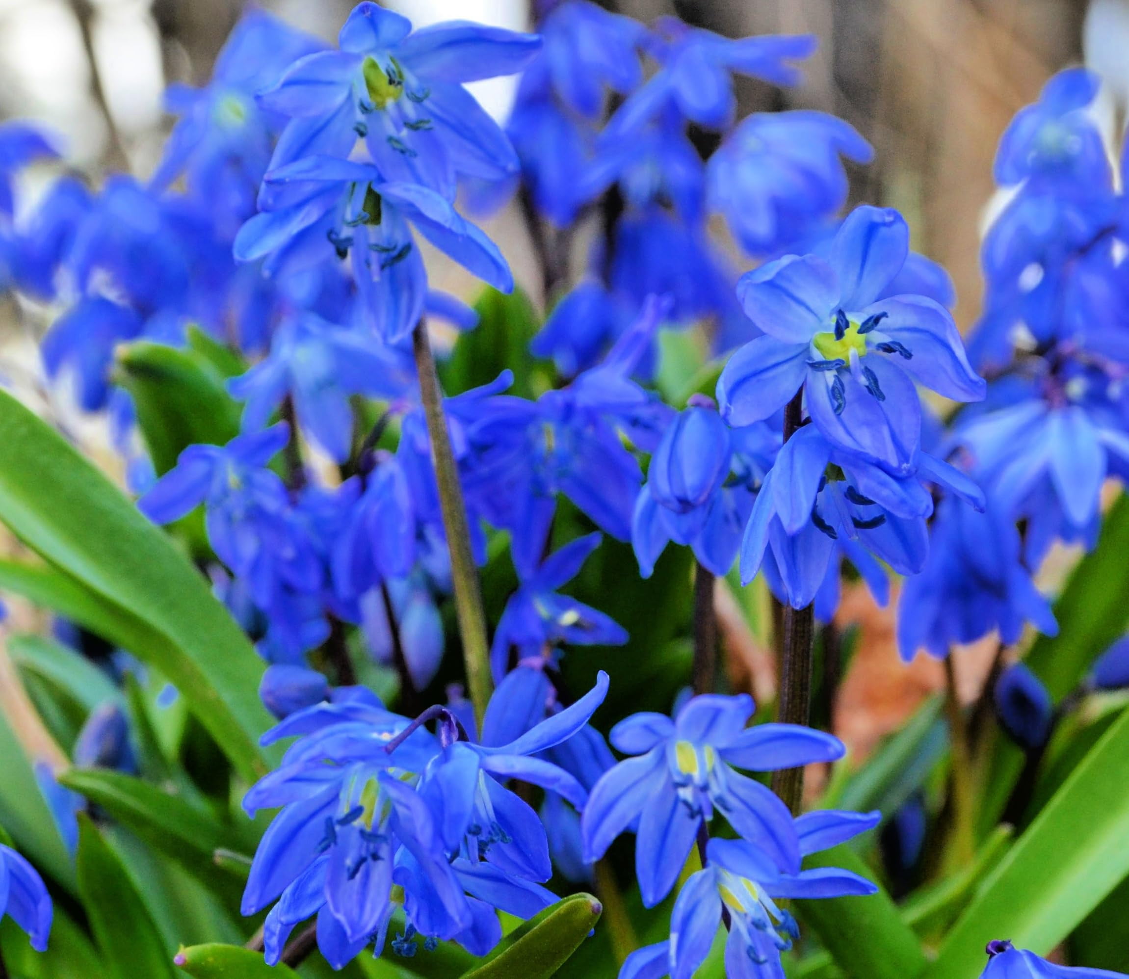 Siberian Blue Squill Flower Bulbs for Planting (10 Bulbs)