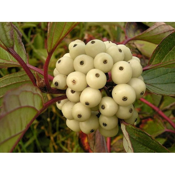 Siberian Dogwood Seeds for Planting (50 Seeds) - Cornus alba, Tatarian Dogwood