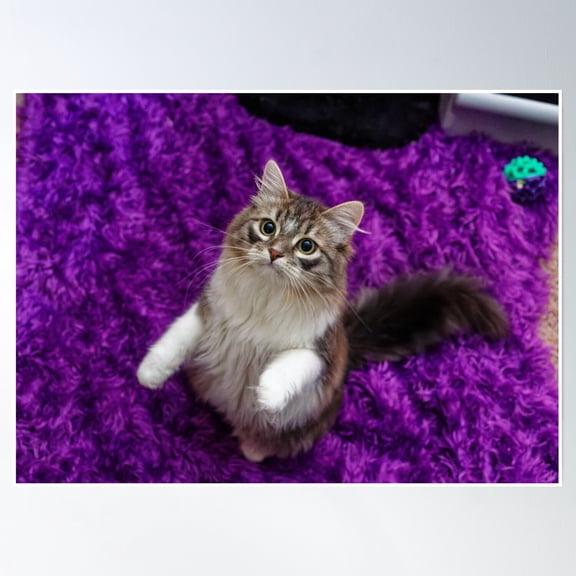 Siberian Forest Kitten Poster Wall Art, Modern Wall Decor, 8x12 UNFRAMED