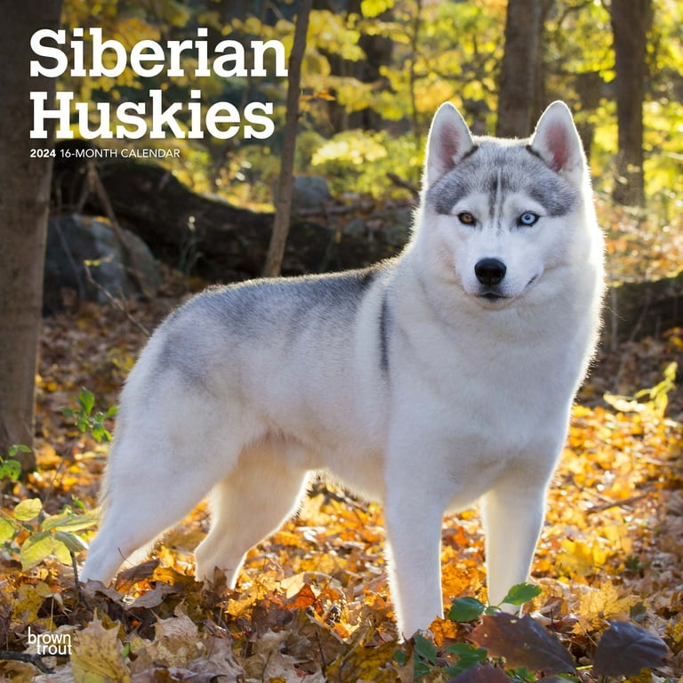Craigslist husky best sale