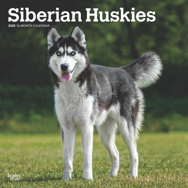 Siberian Huskies 2025 12 X 24 Inch Monthly Square Wall Calendar Plastic-Free (Wall)