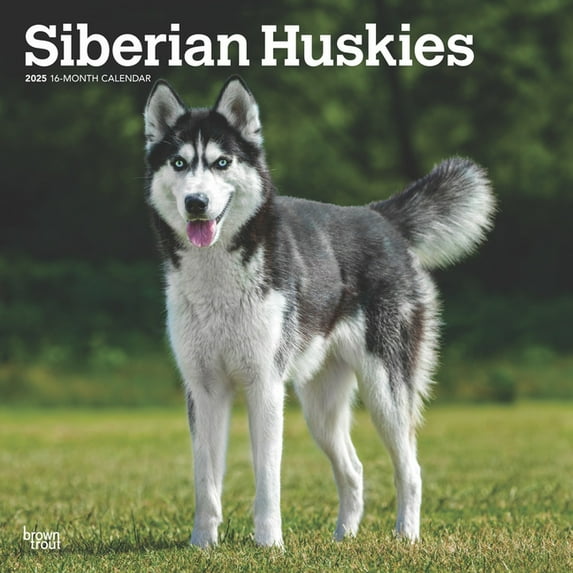 Siberian Huskies 2025 12 X 24 Inch Monthly Square Wall Calendar Plastic-Free (Wall)