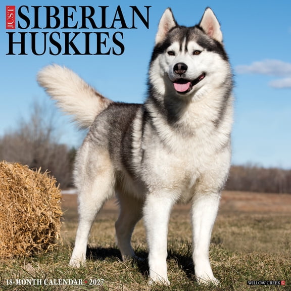Siberian Huskies 2027 12 X 12 Wall Calendar, (Paperback)
