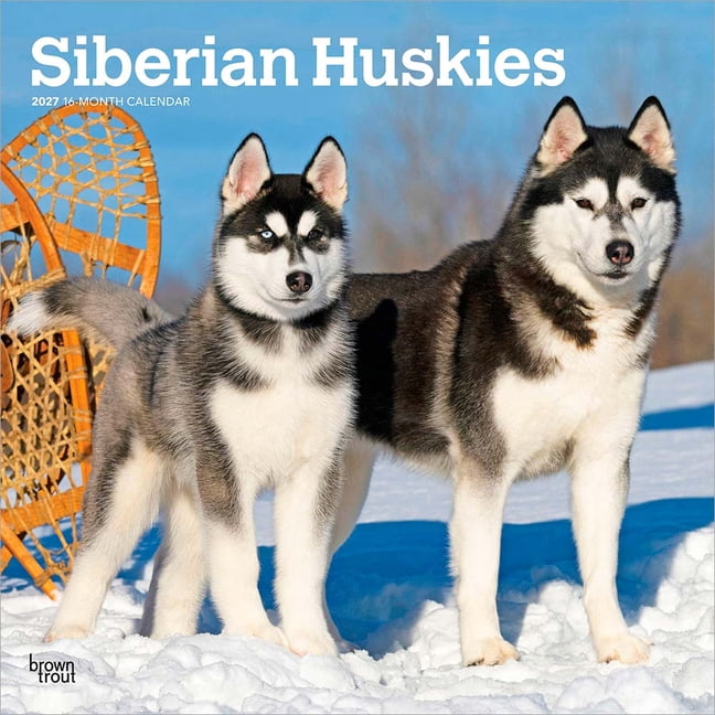 Siberian Huskies 2027 12 X 24 Inch (Hanging) Monthly Square Wall Calendar Plastic-Free, (Paperback)
