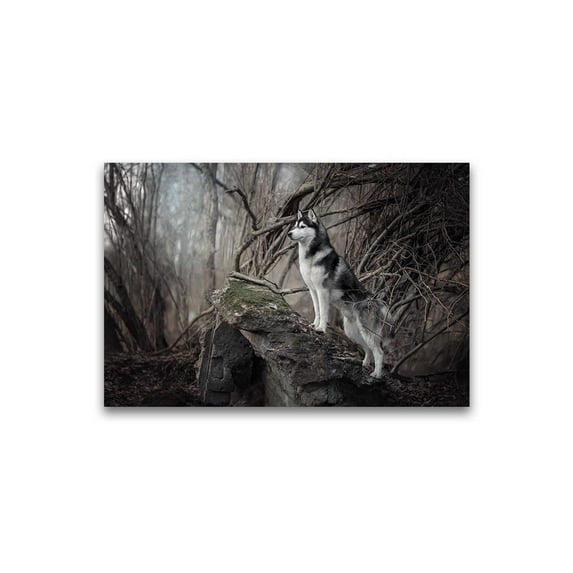Siberian Husky In Forest Scenery Poster -Image by Shutterstock