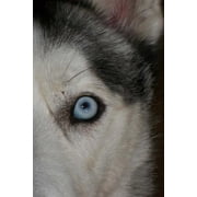 Siberian Husky Notebook