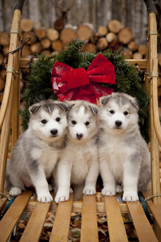 Siberian Husky Puppies In Traditional Wooden Dog Sled With Christmas Wreath Alaska Canvas Art - Jeff Schultz  Design Pics (22 x 34)